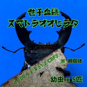 ☆世子☆ スマトラオオヒラタクワガタ 幼虫5匹 (世子 血統 スマトラ ヒラタクワガタ)