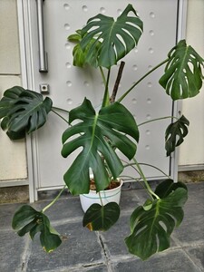 モンステラ　観葉植物　大株　底からの高さ100cm×幅110cm　８号鉢　引取限