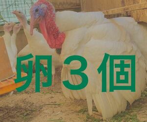 送料無料　ホワイト　3個　白七面鳥　シチメンチョウ　七面鳥有精卵　ワイルド　ホワイト　ターキー　有精卵　2月26日＆27日生まれ