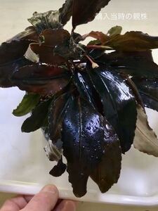 Bucephalandra sp.”Deep purple”【AZ1011-XX】水上葉 ブセファランドラ ディープパープル AZ便　増殖株