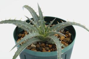 ディッキア シルバー・フロスト Dyckia Silver Frost cv. of unknown hybrid