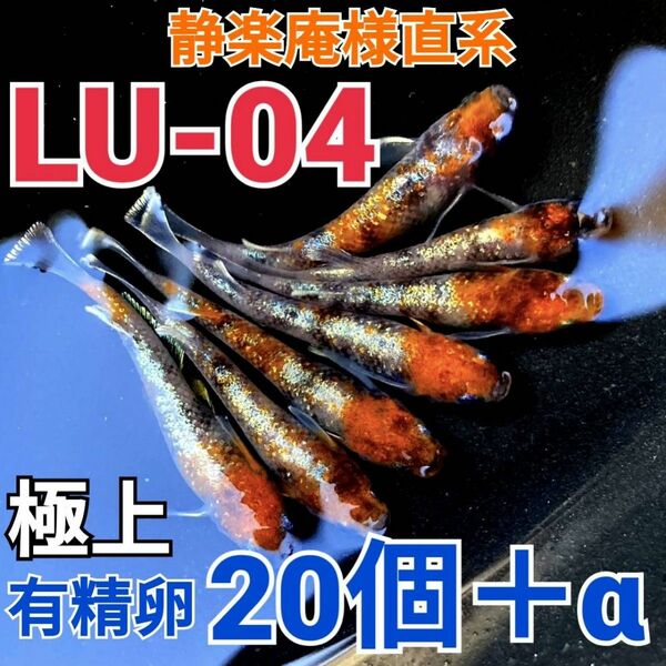 ★あちゃめだか★ 極上 三色ラメ体外光 LU-04 めだか メダカ 有精卵 20個＋α