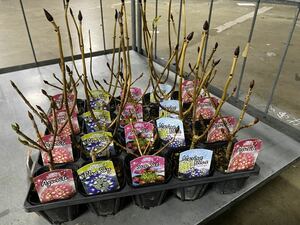 4種セット　紫陽花　あじさい　アジサイ　アズライト　ブルースカイ　サンセット　マリンブルー　花苗　苗