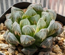 ハオルチア 【満月】カキ仔 多肉植物 ハオルシア 錦_画像2