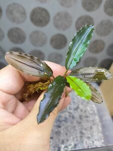 Bucephalandra ブセファランドラspブラウニーヘレナ アクアリウム 熱帯植物 水上葉