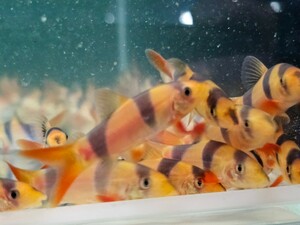 クラウンローチ約5cm～6cm　10匹セット　インドネシア便 熱帯魚 水槽のお掃除屋さん