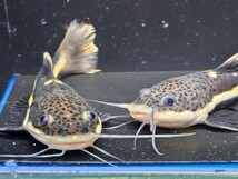 レッドテールキャット約10cm　2匹セット　ペルー便　大型魚　古代魚　熱帯魚　ナマズ_画像4