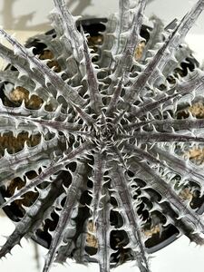 ディッキア Dyckia ‘Mercury’ Original Clone