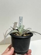 ディッキア Dyckia sp. argentea 子株_画像8