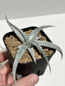 ディッキア Dyckia ‘Avalanche’Bromeliad Cultivar Register (2329)