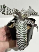 Cryptanthus ”Absolute Zero” クリプタンサス アブソリュート ゼロ　多肉植物 _画像6