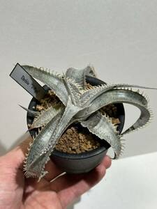 ディッキア Dyckia ‘T-Rex’ Bromeliad Cultivar Register (15412)