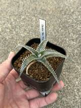 ディッキアDyckia ‘Sky Walker’ Bromeliad Cultivar Register (11374)_画像3