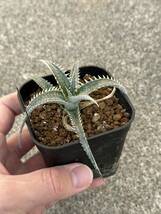 ディッキアDyckia ‘Sky Walker’ Bromeliad Cultivar Register (11374)_画像4