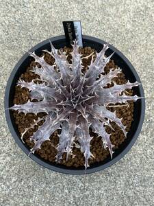 ディッキア Dyckia ‘Battle Axe’ 子株付き