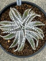 ディッキア Dyckia ‘Kaguyahime’_画像5