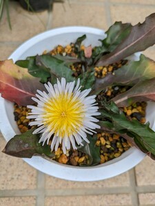 山野草　タンポポ　中国の白花蒲公英　Taraxacum leucanthum