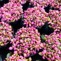 ◆送料無料◆桜吹雪【ポットごと】 多肉植物 アナカンプセロス 紅葉 プレステラ プラ鉢_画像8