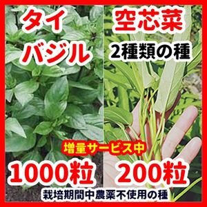 タイバジル＆空芯菜の種2種類セット【栽培期間中農薬不使用の種】