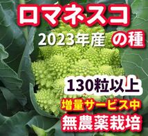 ロマネスコ種【130粒以上】★栽培期間中農薬不使用の種★令和5年産_画像1