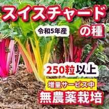 スイスチャード種【250粒以上】★令和5年産・農薬:栽培期間中不使用の種_画像1