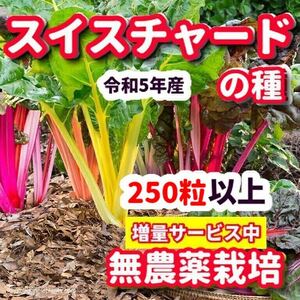 スイスチャード種【250粒以上】★令和5年産・農薬:栽培期間中不使用の種