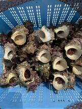 【漁師直送】石鯛エサ活きオニヤドカリ35個(中、小サイズ)冷凍発送可_画像4