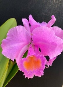 洋蘭 原種 着生蘭 野生蘭 カトレヤ C.schroederae oscura x sib コロンビア産濃色花同士の交配