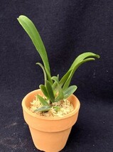 洋蘭 原種 着生蘭 野生蘭 カトレヤ C.schroederae oscura x sib コロンビア産濃色花同士の交配_画像6