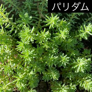 パリダム　多肉植物　3-5cmぐらい　20カット