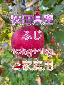 秋田県産りんご ふじ ご家庭用 訳アリ 10kg+1kg