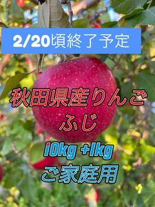 秋田県産りんご ふじ ご家庭用10kg+1kg