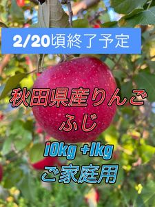 【残り僅か】秋田県産りんご ふじ ご家庭用 訳アリ 10kg+1kg