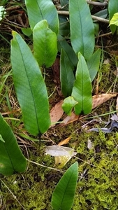 ヒトツバ　シダ植物　山野草　グラウンドカバー　盆栽　常緑