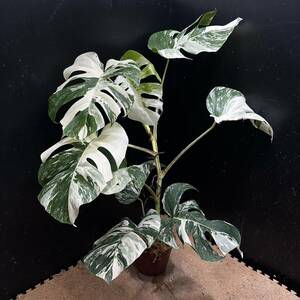 超最高級 超希少 斑入り モンステラ ボルシギアナ ホワイトタイガー 1鉢 Varigated Monstera Borsigana White Tiger