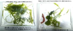 【北海道・離島不可】海藻１０種ＭＩＸ２袋　ウミブドウ　タカノハヅタ　ヘライワヅタ　サボテングサ　等【海水館】