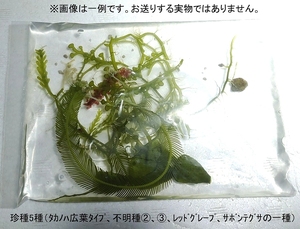 【北海道・離島不可】海藻５種（やや珍種）ＭＩＸ一袋　タカノハヅタ　カウレルパ不明種　レッドグレープ等【海水館】