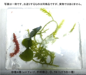 【北海道・離島不可】海藻４種（やや珍種）ＭＩＸ一袋　サボテングサ　カウレルパ不明種　レッドグレープ等【海水館】