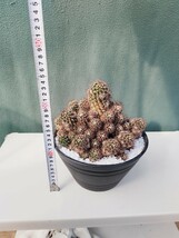 【特売】【ラスト一株】【インテリア】【現品】【群生】Mammillaria voburnensis マミラリア 紫丸 観葉植物　多肉植物　塊根植物　珍奇植物_画像9