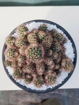 【特売】【ラスト一株】【インテリア】【現品】【群生】Mammillaria voburnensis マミラリア 紫丸 観葉植物　多肉植物　塊根植物　珍奇植物_画像6