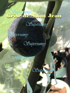 イチジク 品種Grise de Saint Jean幼苗(収穫確認済み)