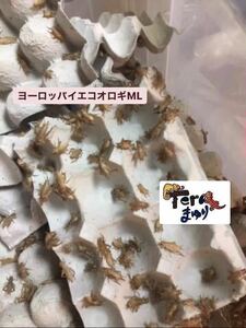 MLサイズ 350g 約1100匹ヨーロッパイエコオロギ.