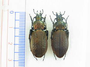 愛知県豊田市産ミカワオサムシ原亜種・ペア標本　Carabus arrowianus