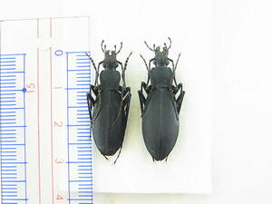 熊本県南阿蘇村産クロナガオサムシ九州亜種・ペア標本　九州特産種　Carabus procerulus miyakei