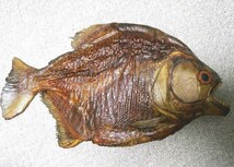 本物 ブラックピラニア 剥製 オブジェ 魚 はく製 インテリア 置物 熱帯魚 釣り アマゾン 民芸品_画像1