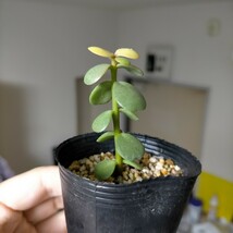 スペックブーム　多肉植物 塊根植物 サボテン オペルクリカリア パキプス　デカリー　ユーフォルビア　ボスウェリア　ネグレクタ　盆栽_画像3