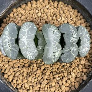 （≧∇≦）多肉植物 ハオルチア 玉扇錦×マンモス　1111オリジナル苗　葉挿し　親木も出品中　1
