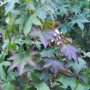 モミジバフウ 種 30粒 カエデ 盆栽用 実生用　紅葉葉楓　種子　落葉樹　紅葉　アンバーバーム 苔玉用 小鉢用 アメリカフウ　もみじ