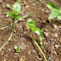 ヤブミョウガ　種　100粒　多年草　地下茎で増える　ガーデニング　シェードガーデン　山野草　茶花　藍色の実　同梱歓迎_画像8