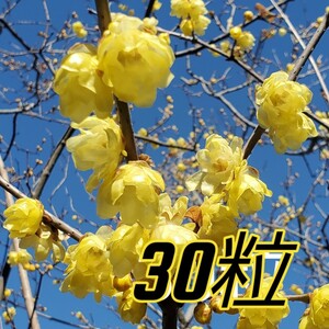 ロウバイ　種　30粒　蝋梅　庭木　花木　落葉樹　ガーデニング　早春の花　茶花　2023採取